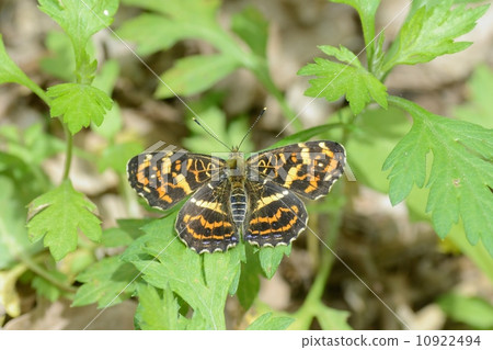 Sakahabo Hosho 10922494