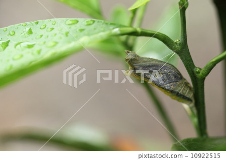 Insect (Namiageha) 10922515