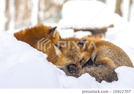 red foxes sleeping in the snow red foxes sleeping in the snow 10922707