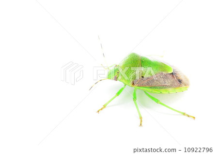 A beautiful stink bug ♪ A beautiful stink bug ♪ 10922796