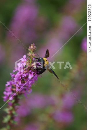 Bear bee and Hakihi (misohaba) 10922806