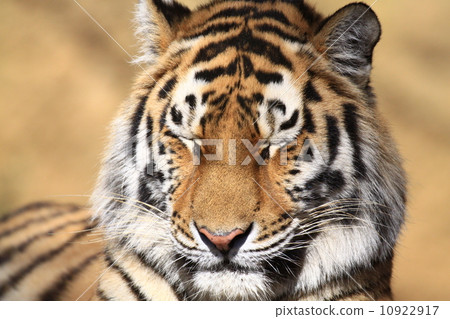 Amur Tora (Tama Animal Park) 10922917