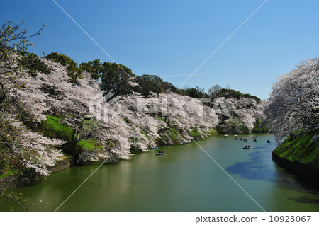 櫻花盛開 10923067