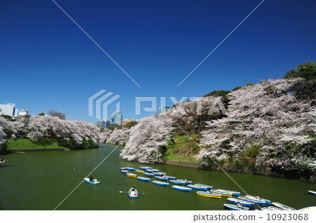 Cherry blossoms in full bloom Cherry blossoms in full bloom 10923068