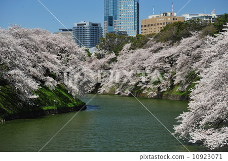 櫻花盛開 櫻花盛開 10923071
