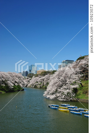 Cherry blossoms in full bloom 10923072