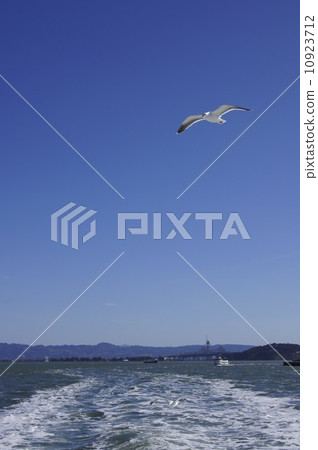 The gulls of the San Francisco Bay 10923712