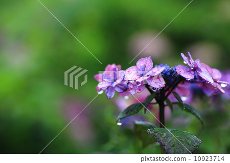 Hydrangea with rain rising 10923714