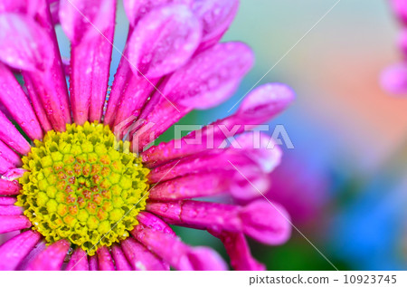 Pink chrysanthemums 10923745