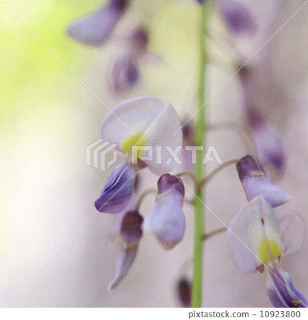 紫藤 紫藤 10923800