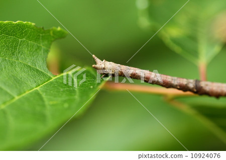 Tobimonghuedakushi 10924076
