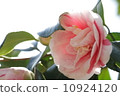 Peony 10924120