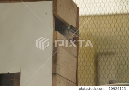 Squirre Squirre 10924123