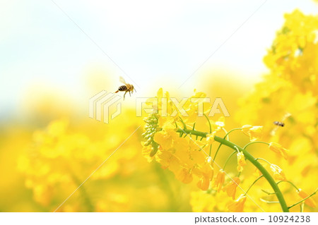 油菜花和蜜蜂 油菜花和蜜蜂 10924238