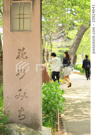 Flower Michi 10924641