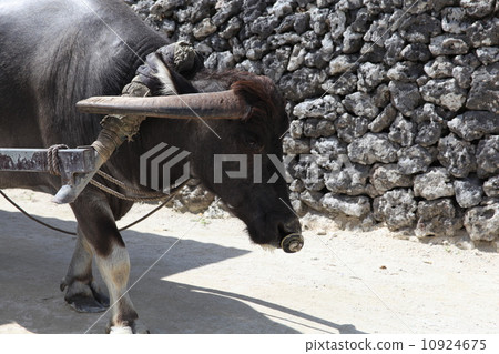 Buffalo car of Taketomi-jima 10924675