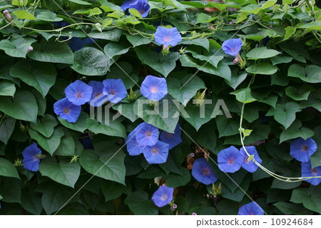 Morning morning glory is tough and "green curtain" is perfect. 10924684