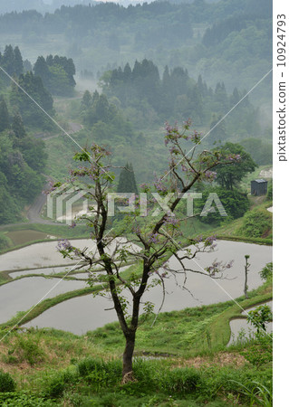 Matsushiro rice terrace star pass 2 in Asagiri Matsushiro rice terrace star pass 2 in Asagiri 10924793