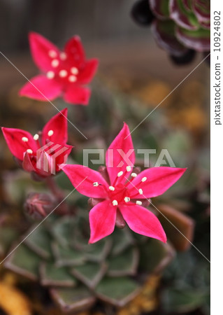 Scurrent (Berum) 10924802