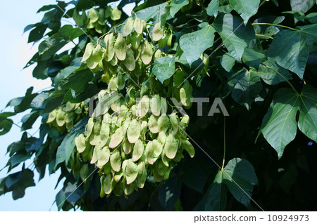 藍色的老虎在炎熱的夏日風中吹來，涼爽的酸味。如果 10924973