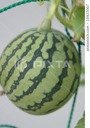 Mini-shika Mini-shika 10925007