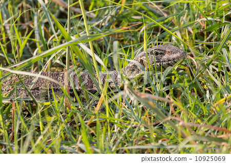 monitor lizard camouflaged over weed