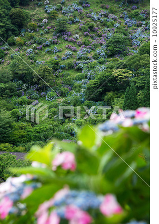 Shiiunosato of hydrangea Shiiunosato of hydrangea 10925177