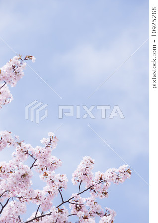 櫻桃樹 櫻桃樹 10925288