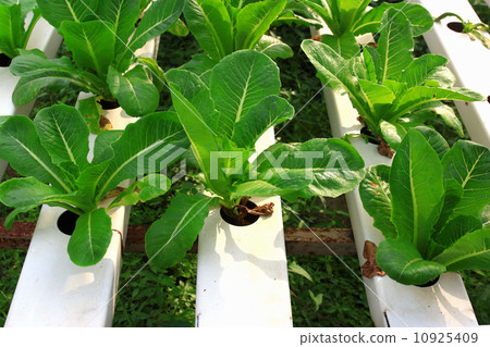 Organic hydroponic vegetable garden 10925409