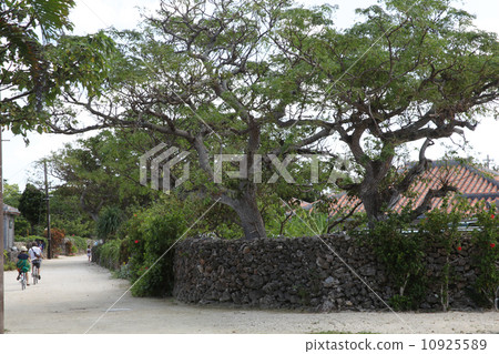 Scenery of Taketomijima 10925589