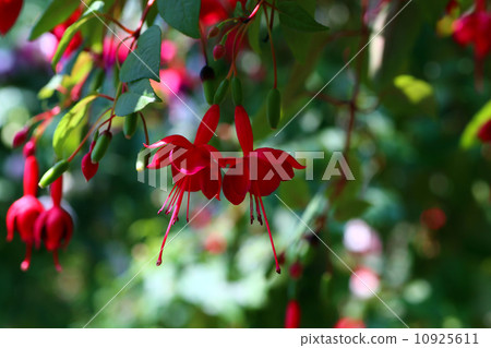 紫紅色 紫紅色 10925611