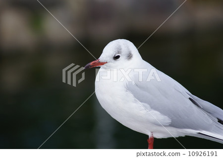 Migratory birds Migratory birds 10926191