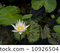 white lotus blossoms or water lily flowers blooming on pond 10926504