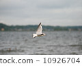 bird  10926704