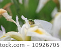 Japanese black frog 10926705