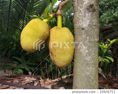 Jackfruit Jackfruit 10926751