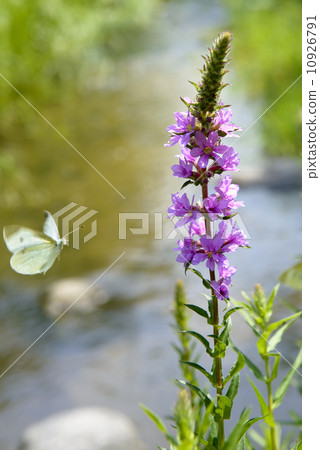 Butterfly and raggie 10926791