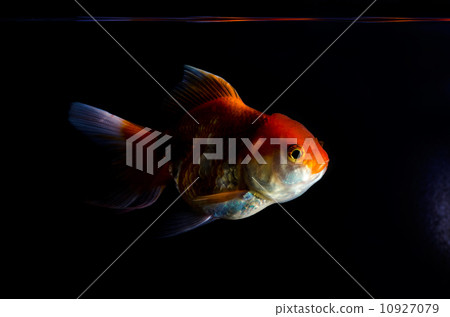 Gold fish. Isolation on the black Gold fish. Isolation on the black 10927079