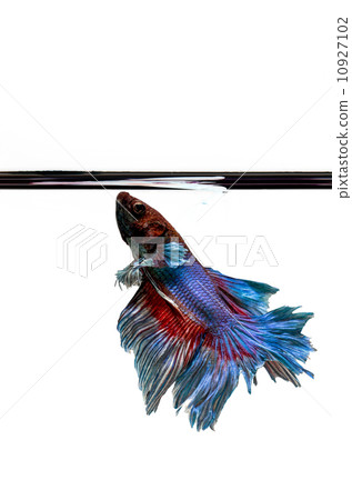 Siamese Fighting Fish isolated , betta on white background Siamese Fighting Fish isolated , betta on white background 10927102