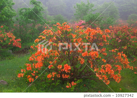 杜鵑花 杜鵑花 10927342
