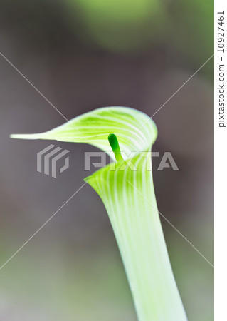 Aoi Mushroom 10927461