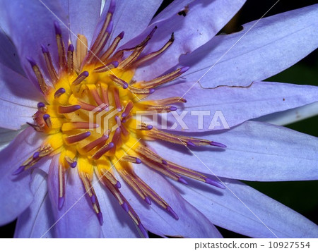 image of a lotus flower image of a lotus flower 10927554