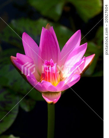 image of a lotus flower image of a lotus flower 10927604