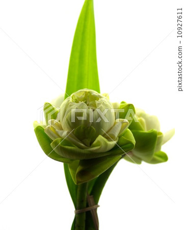image of a lotus flower image of a lotus flower 10927611