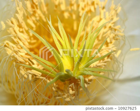 image of a lotus flower 10927625