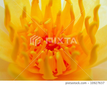 image of a lotus flower image of a lotus flower 10927637