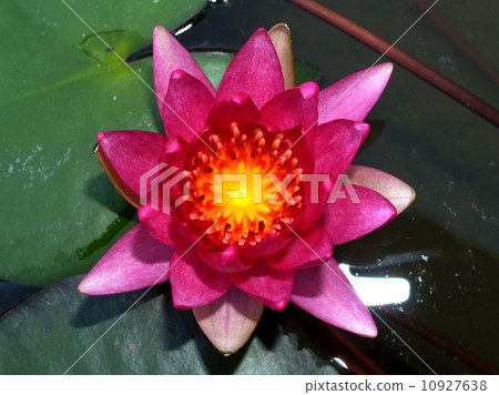 image of a lotus flower image of a lotus flower 10927638