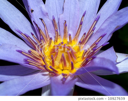 image of a lotus flower image of a lotus flower 10927639