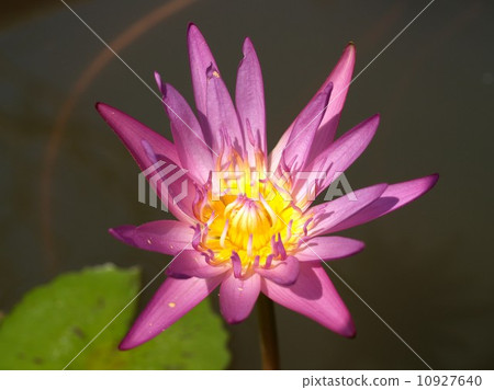 image of a lotus flower image of a lotus flower 10927640