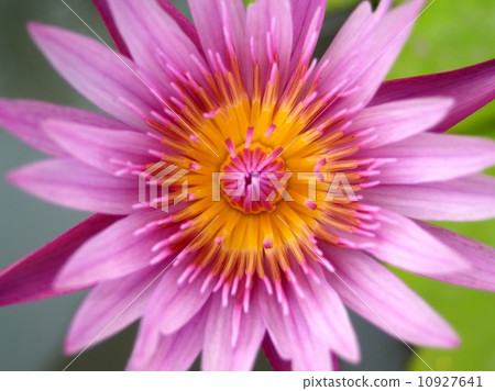 image of a lotus flower image of a lotus flower 10927641